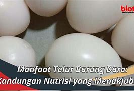 Telur Burung Super Lezat Sedunia